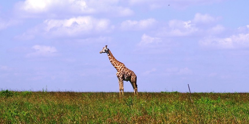 kenya tourism facts